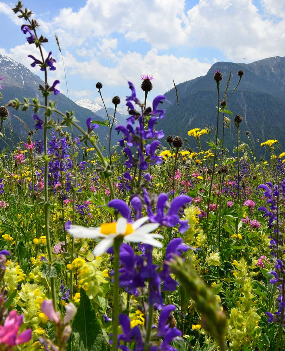 Wiesenmeisterschaft