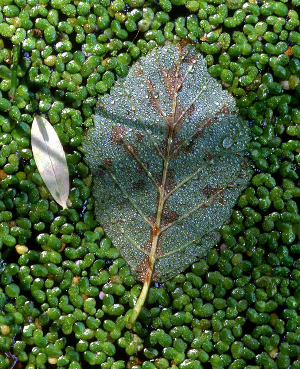 Wasserlinsen