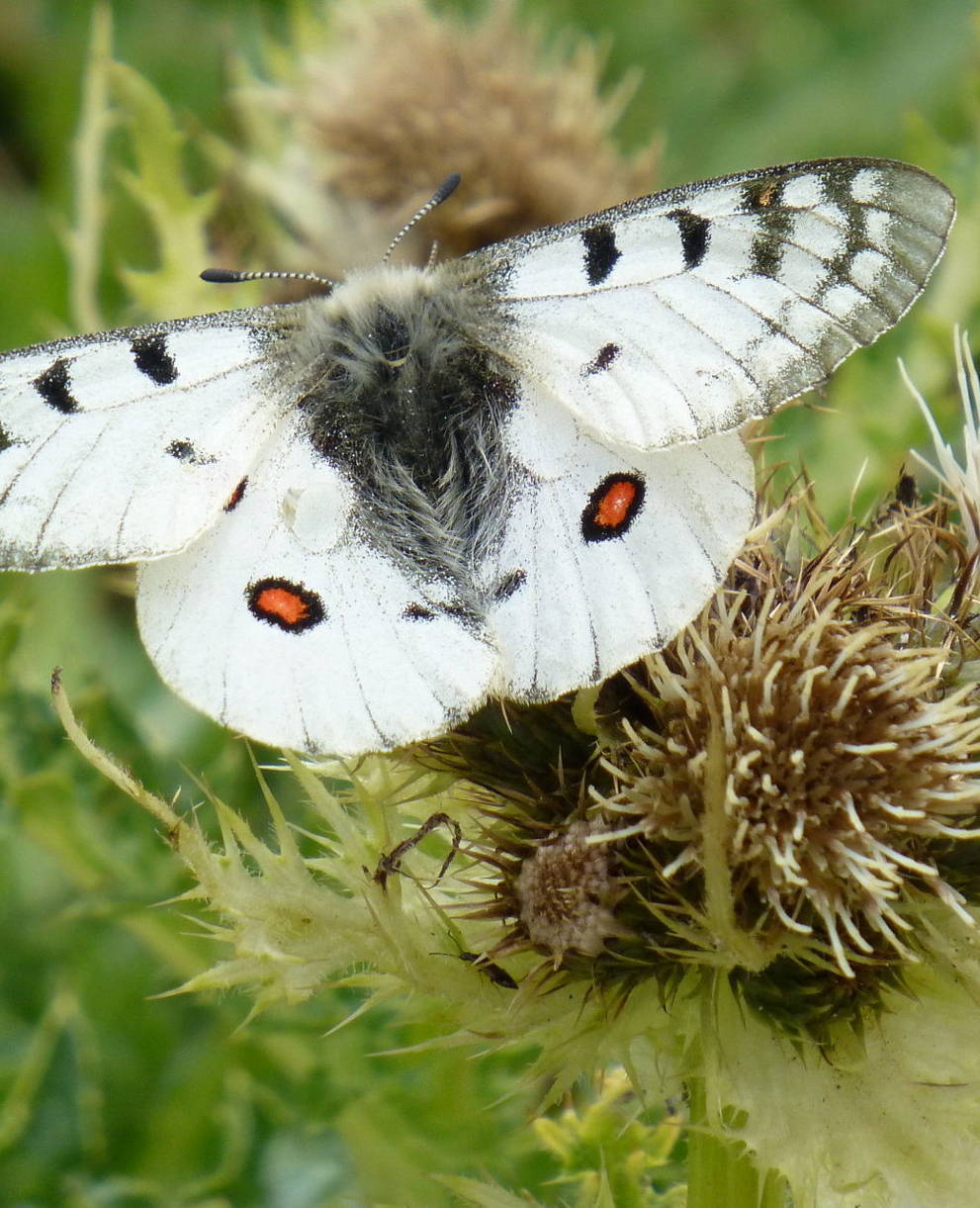 Alpenappollo