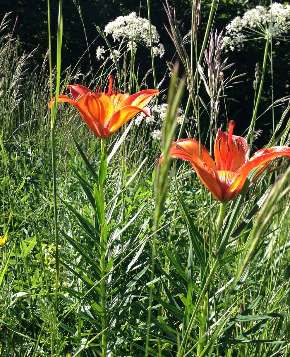 Feuerlilien