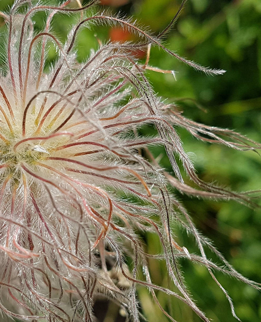 Anemone(c)Pro_Natura_Graubuenden