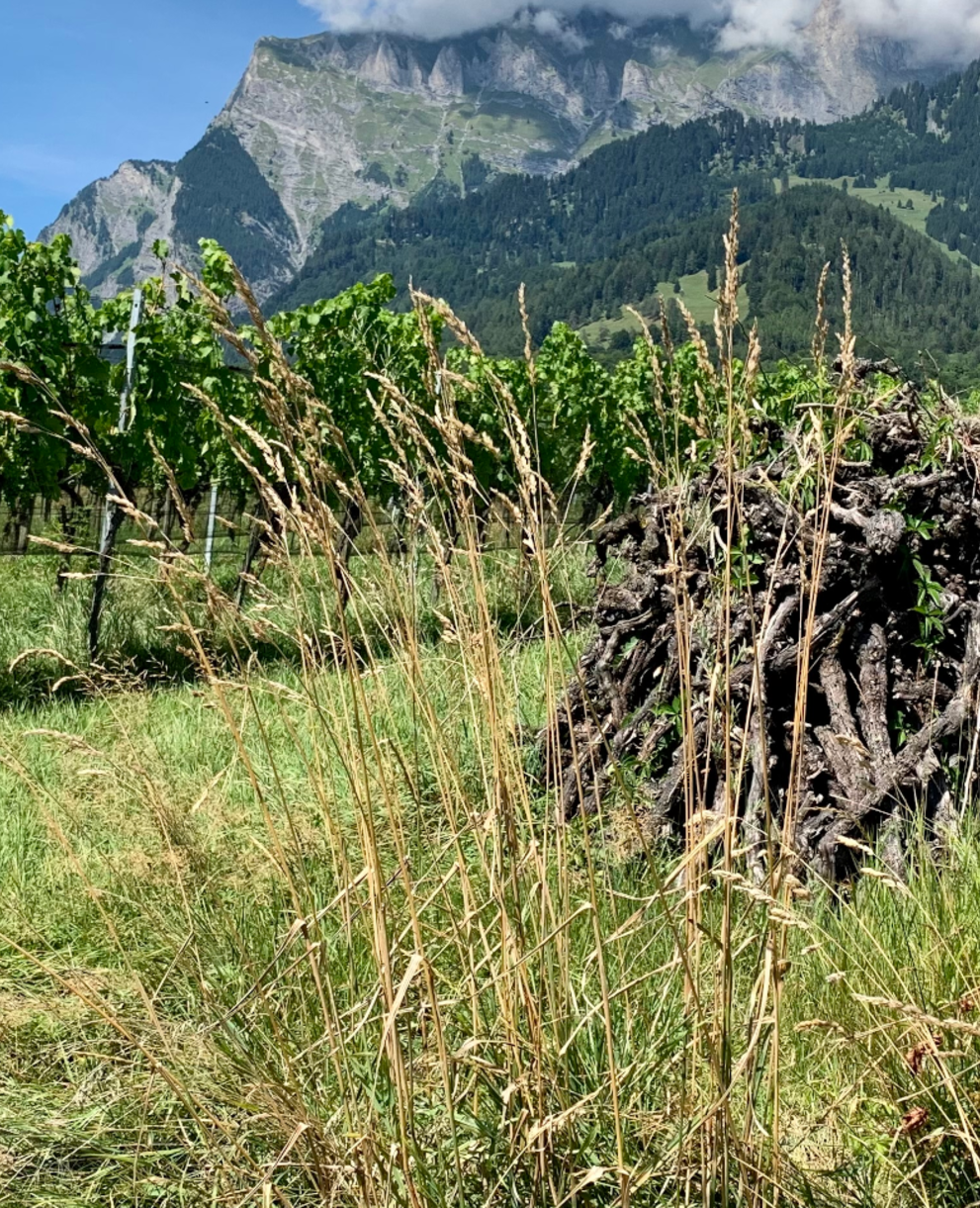 Strukturreiche Rebberge