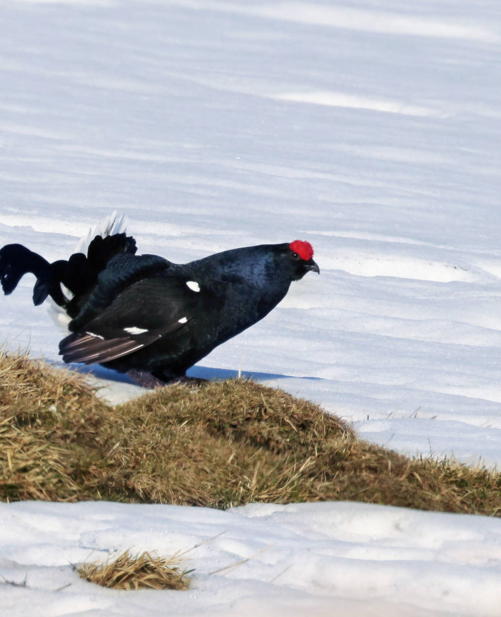 Birkhahn im Prachtkleid während der Balz (c) Tom Bischof