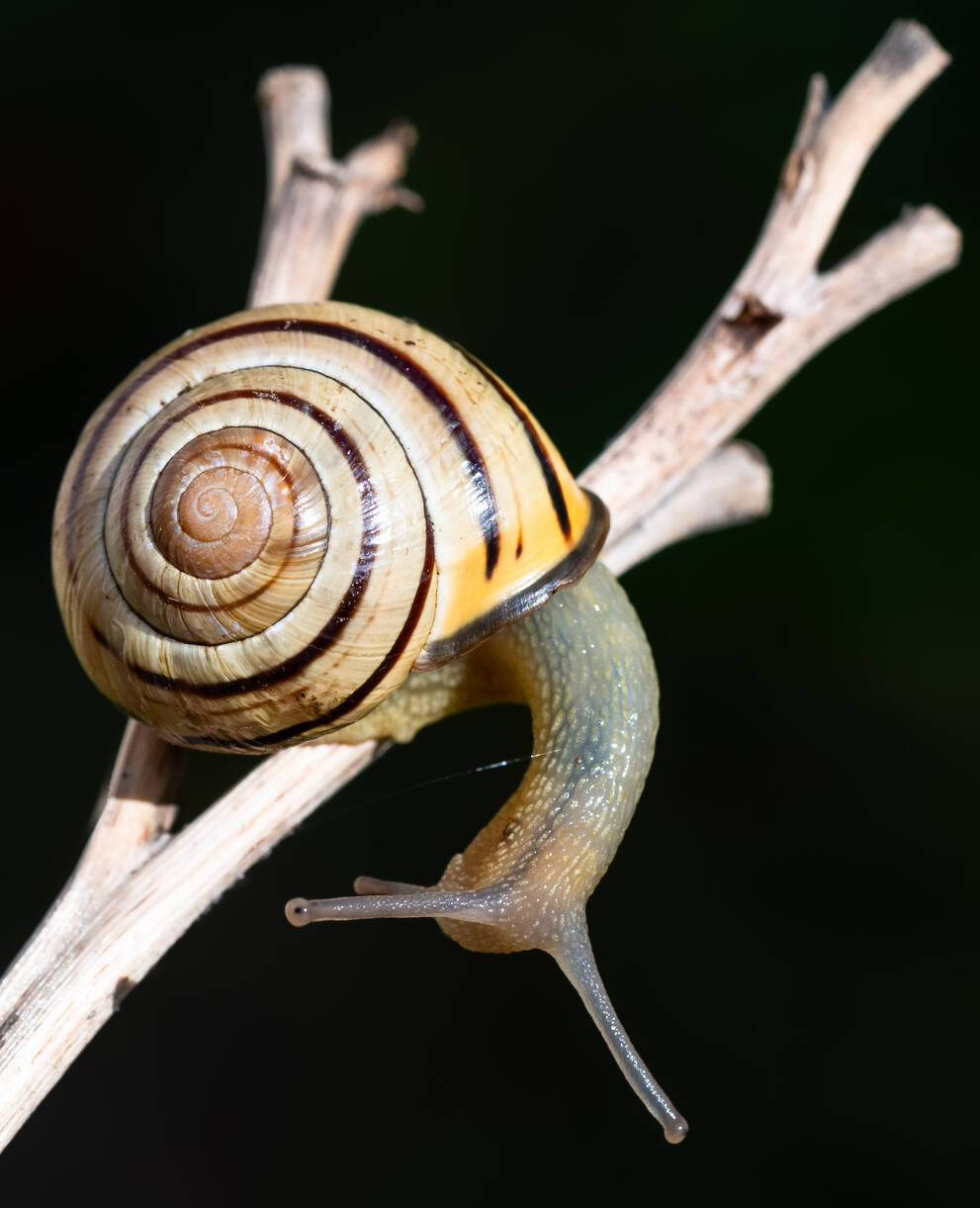 Cepaea nemoralis