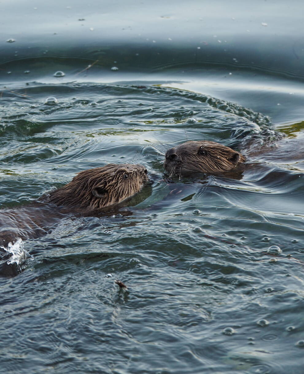 Zwei Bieber im Wasser