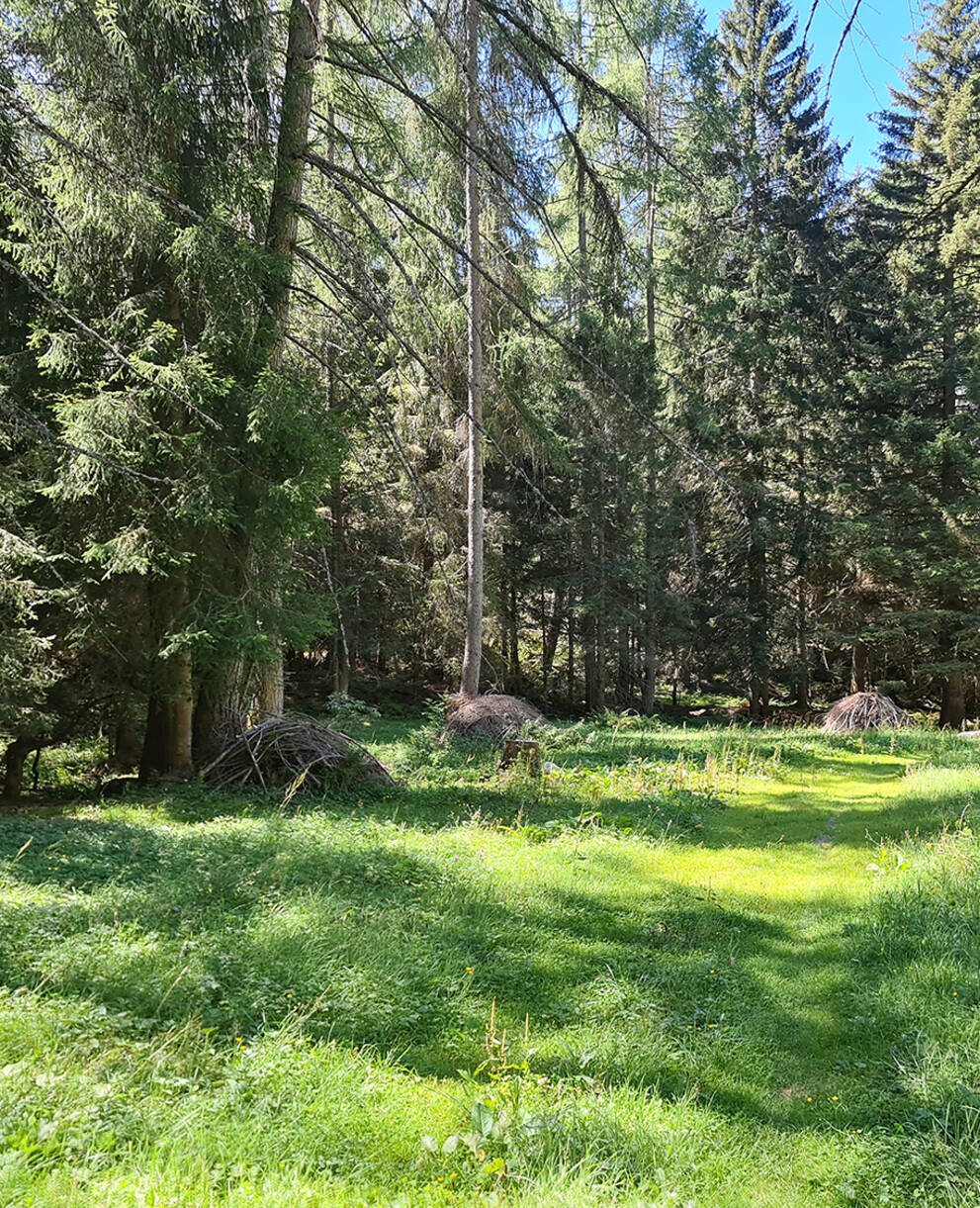 Waldlichtung mit Asthaufen