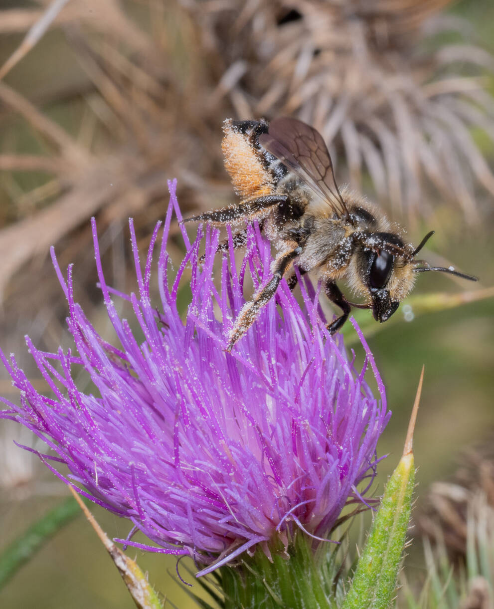 Stängel-Blattschneiderbiene