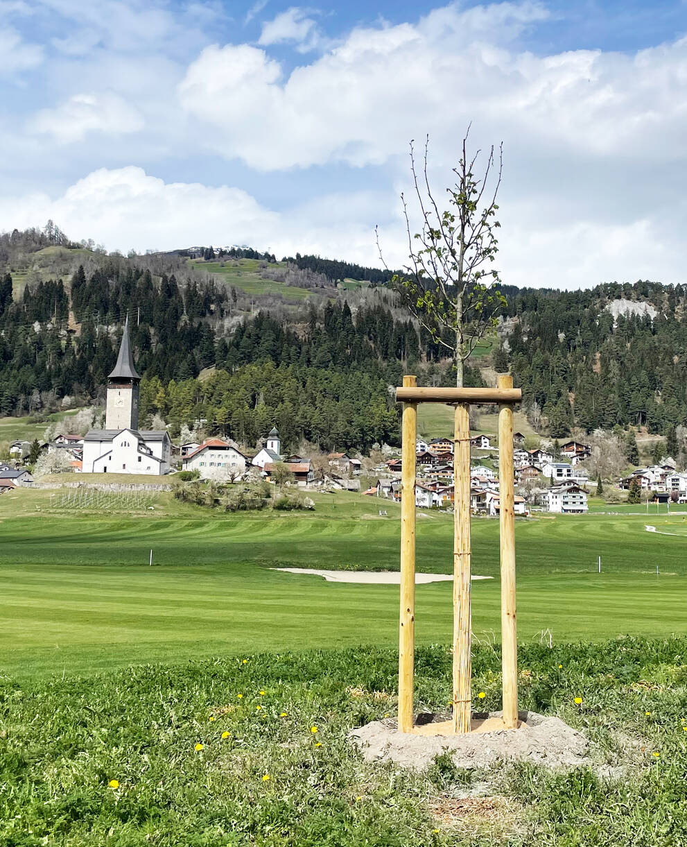 Baumpflanzung