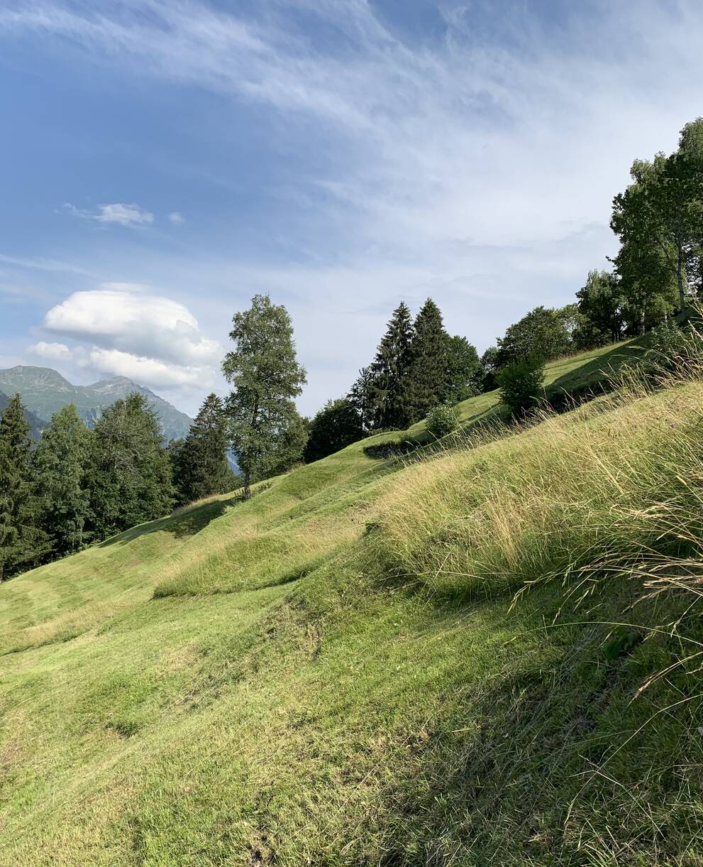 Altgrasstreifen