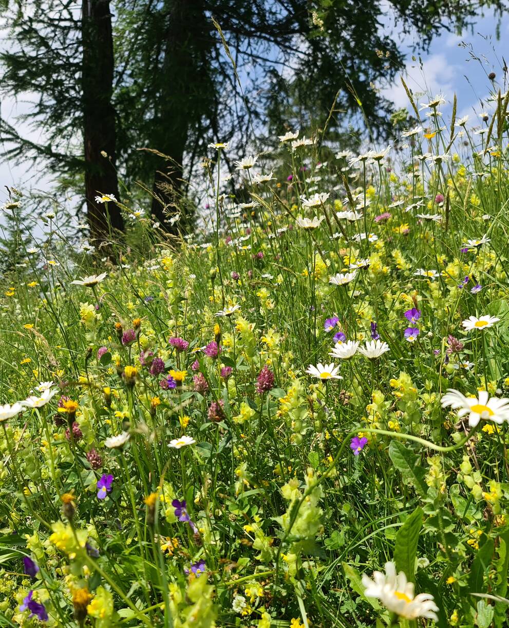 Blumenwiese