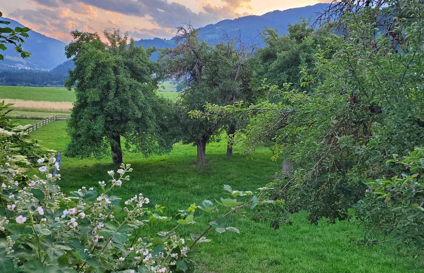 Obstbaumpflanzung