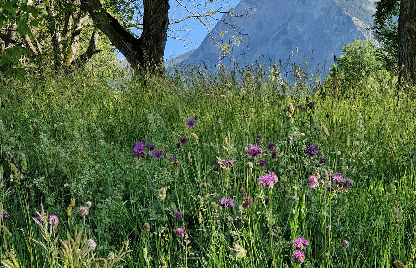 Blütenreiche Wiese