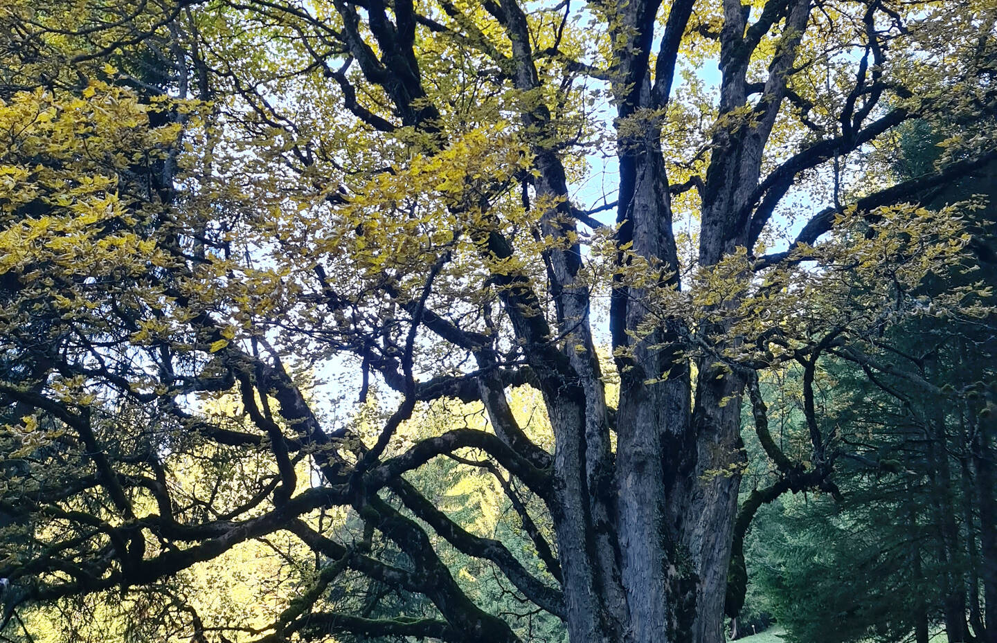 Alter Baum