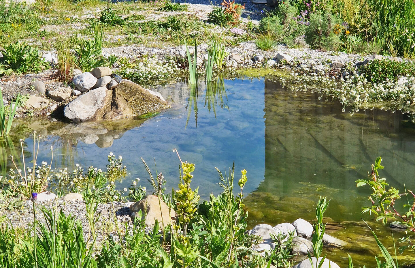 Teich in Garten
