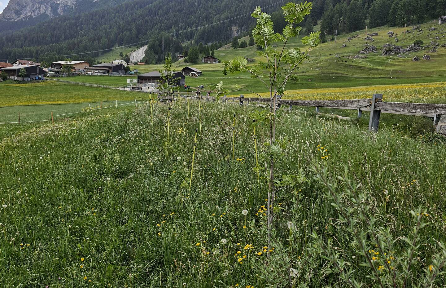 6 Monate alte frisch gepflanzte Hecke