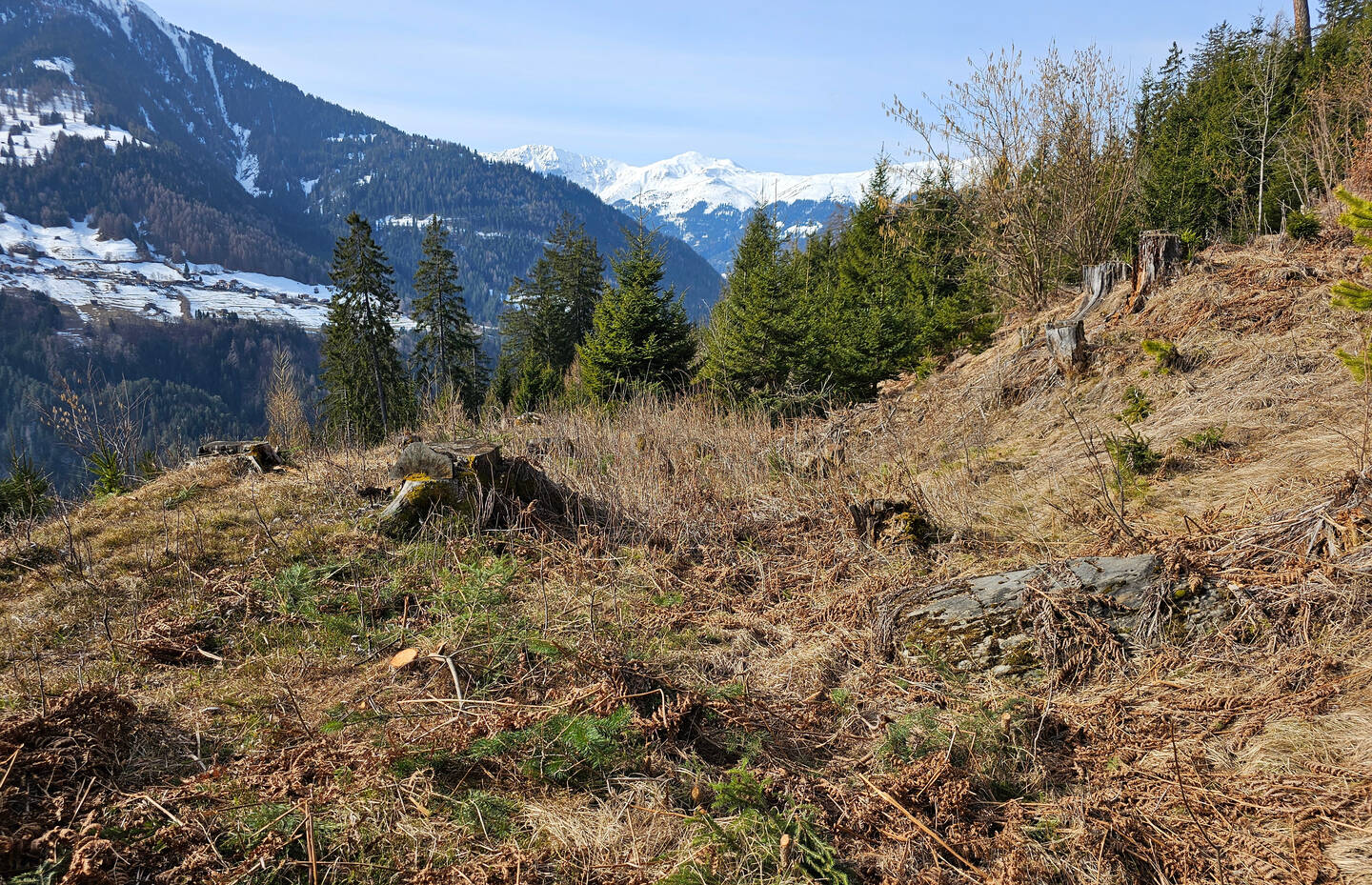 Teichstandort vorher 