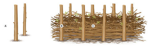 Grafik Wildhecke