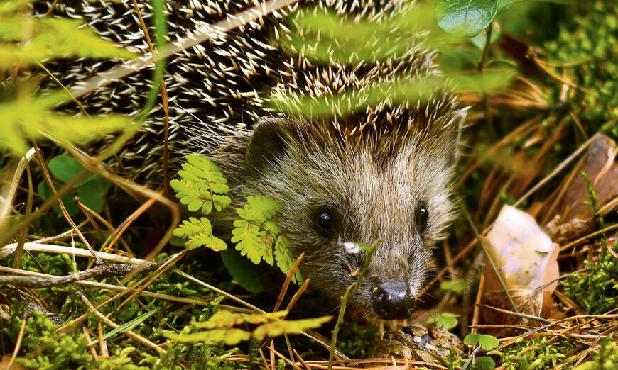 Igel bei der Futtersuche