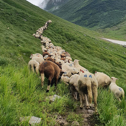 Pasturs_Voluntaris(c)Pro_Natura_Graubuenden