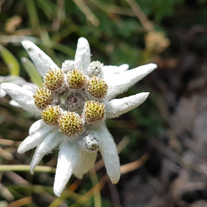 Edelweiss(c)Pro_Natura_Graubuenden