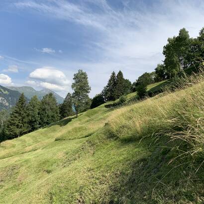 Altgrasstreifen