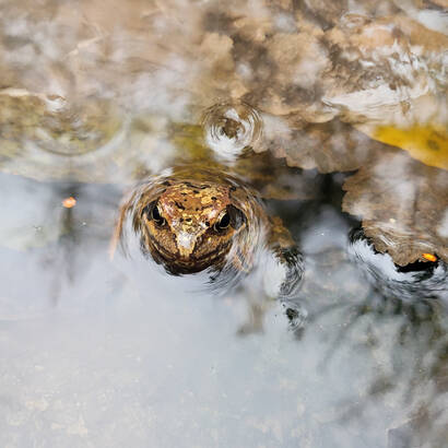 Grasfrosch