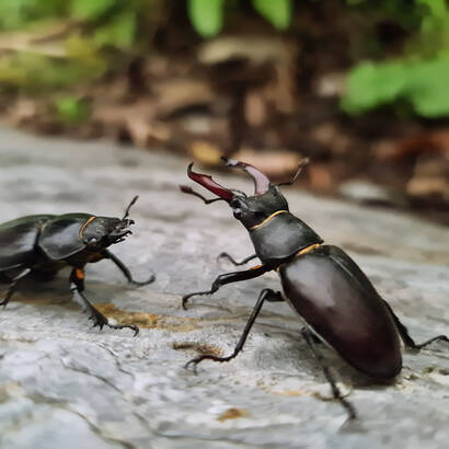 Zwei Hirschkäfer