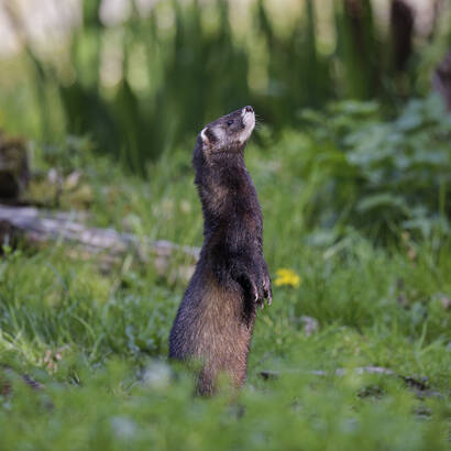 Stehender Iltis in der Wiese