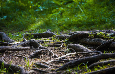 Wurzeln(c)Pixabay